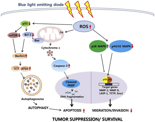 If you told me 10 years ago that the color (and thus wavelength) of light exposed to skin would change the INFLAMMATION in your body, I would laugh at you like you were crazy

It seems comical 

But the data is clear.  The effects are cumulative 

Long wavelength light speeds up