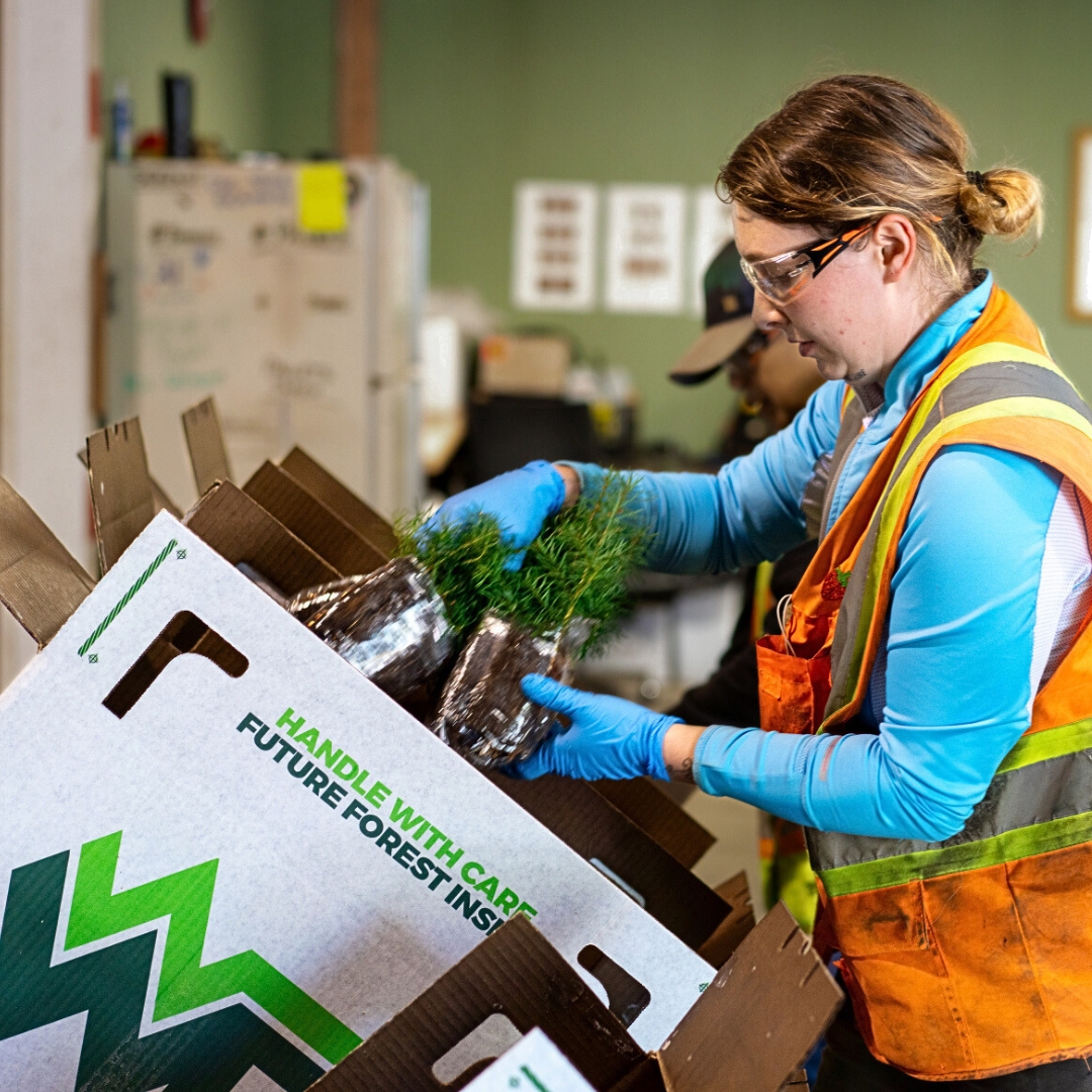 Our teams have wrapped up another successful spring planting season—putting over 2.3 million seedlings into the ground. This work is part of an ongoing commitment that sees Western plant an average of over 4 million trees annually.

At the heart of this effort is a team of