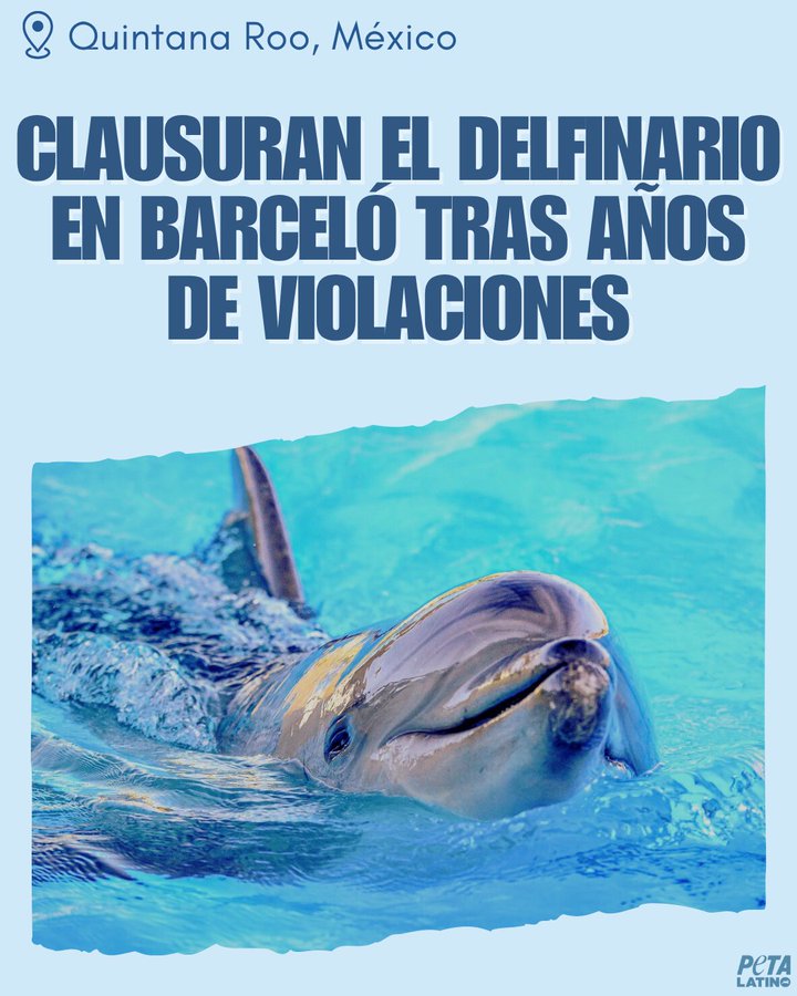 PETA Latino (@peta_latino) on Twitter photo <a href="/flaviomendoza/">Flavio Mendoza</a> 🐬💥 ¡GRAN VICTORIA PARA LOS DELFINES! 💥🐬
Hoy se anunció el cierre definitivo de Dolphinaris Barceló en Quintana Roo 🇲🇽por múltiples irregularidades como: maltrato y falta de trato digno, acrobacias peligrosas no autorizadas, y falta de reportes sobre incidentes <a href="/flaviomendoza/">Flavio Mendoza</a> 🐬💥 ¡GRAN VICTORIA PARA LOS DELFINES! 💥🐬
Hoy se anunció el cierre definitivo de Dolphinaris Barceló en Quintana Roo 🇲🇽por múltiples irregularidades como: maltrato y falta de trato digno, acrobacias peligrosas no autorizadas, y falta de reportes sobre incidentes