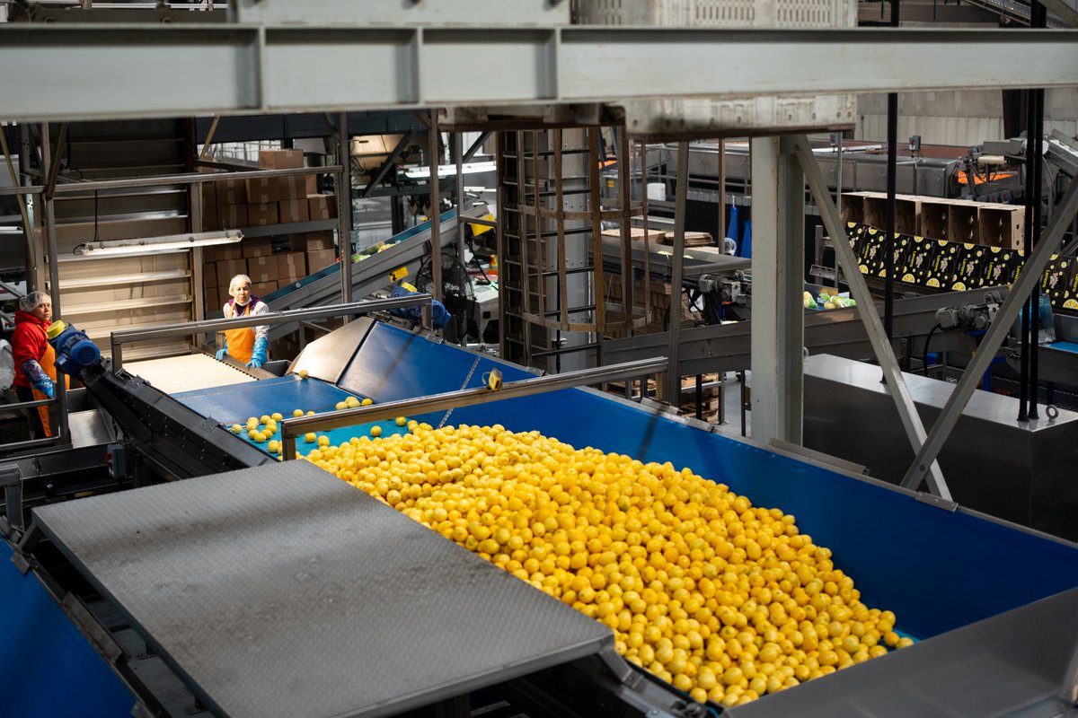 Did you know that all our product is washed, sorted and hand-graded before it gets packaged and shipped out of our facility?

Every day, our team strives to pack only the freshest citrus for our customers – resulting in product you love and a brand that you can trust. 🍋