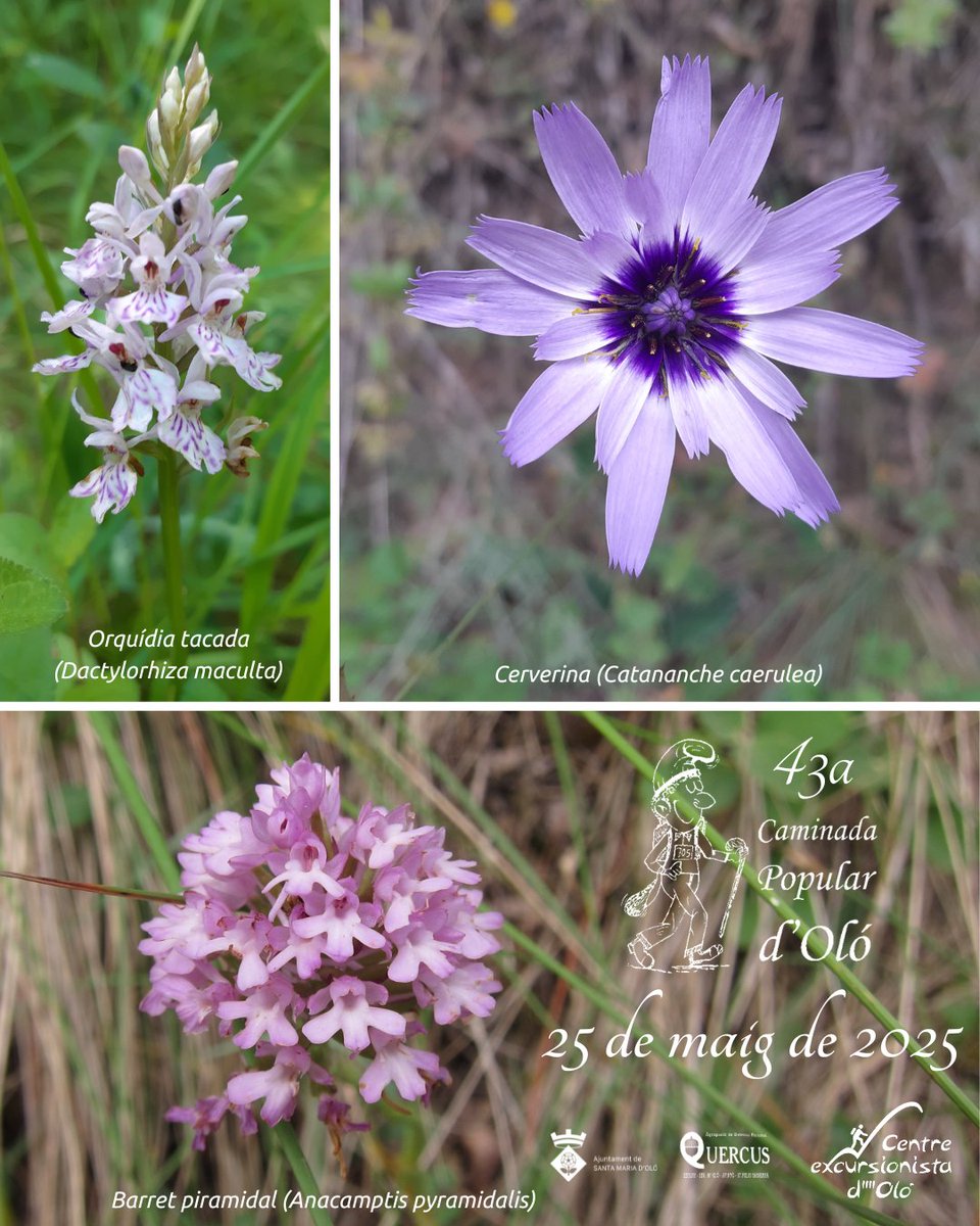 C. Excursionista d'Oló tweet media