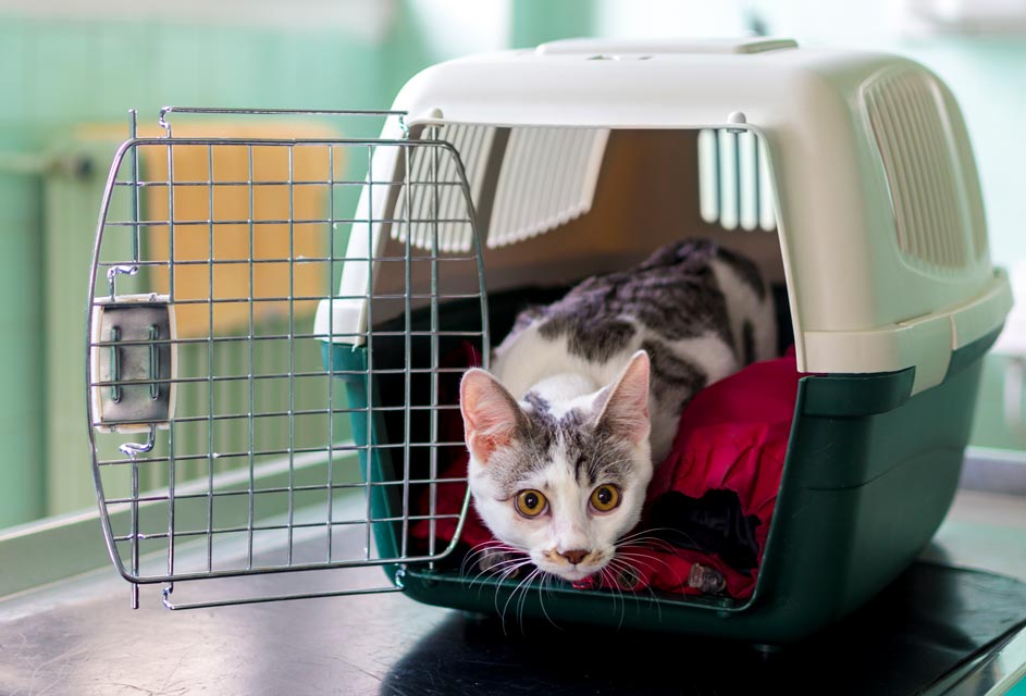 Soft Paws tweet media