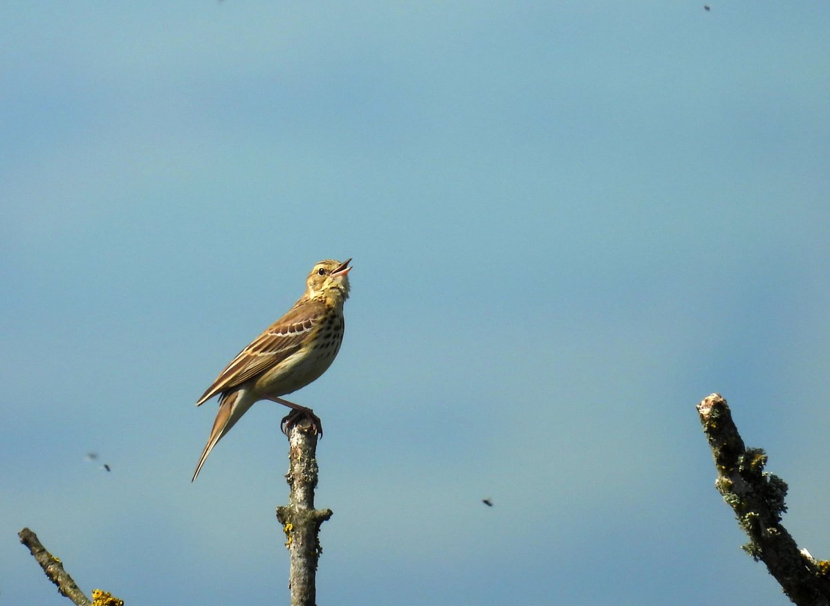 ComberNath's tweet image. 2x Tree Pipit the birding highlight from Malvern end to end hike today; 1 SW of Pinnacle Hill, 1 near end hill. Also a good selection of warblers inc. 2x Garden Warbler + Raven, Kestrel, Buzzard, Mistle Thrush & 8x Stonechat #worcsbirds