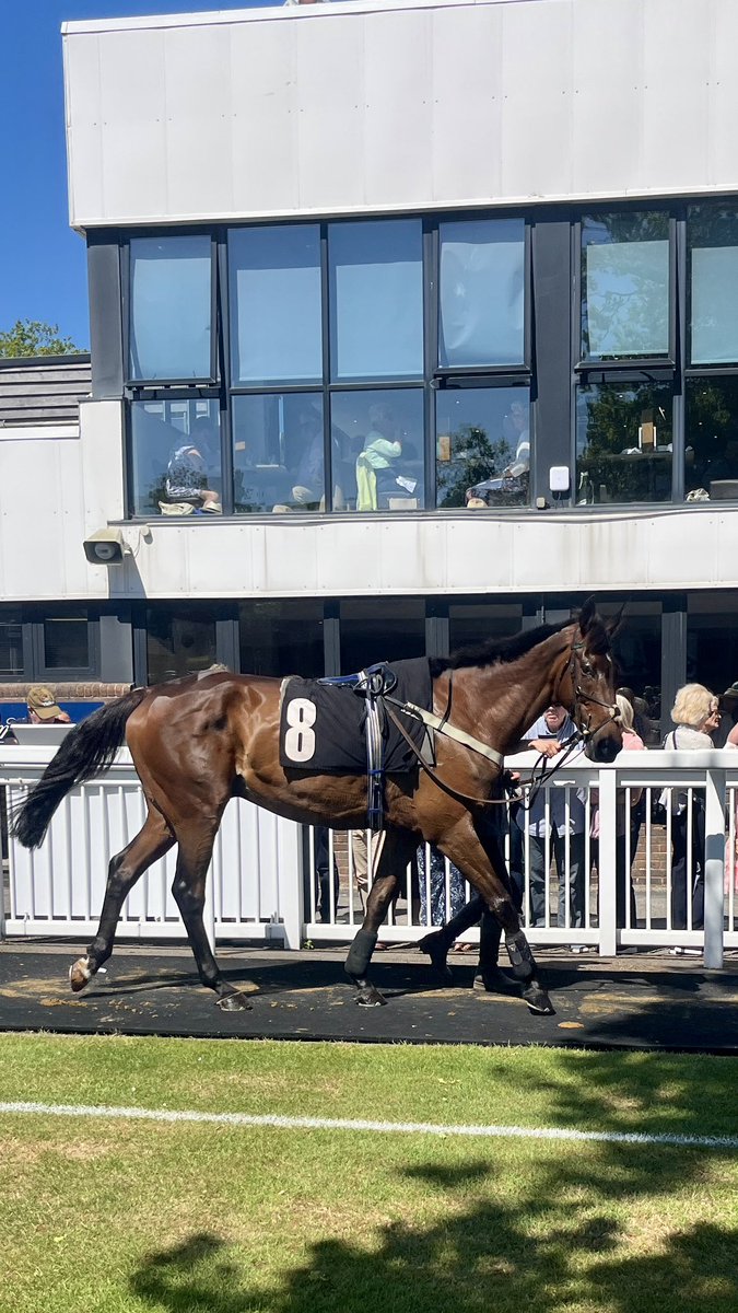 Flemen’s Tipple loving the ☀️ on his back <a href="/plumptonraces/">Plumpton Racecourse</a> on Sunday, great to see him in good form finishing a short head 🥈 given a super ride from <a href="/elliscollier8/">Ellis Collier</a>