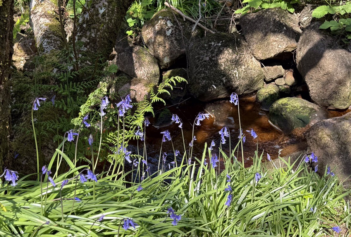 An enchantment of bluebells.