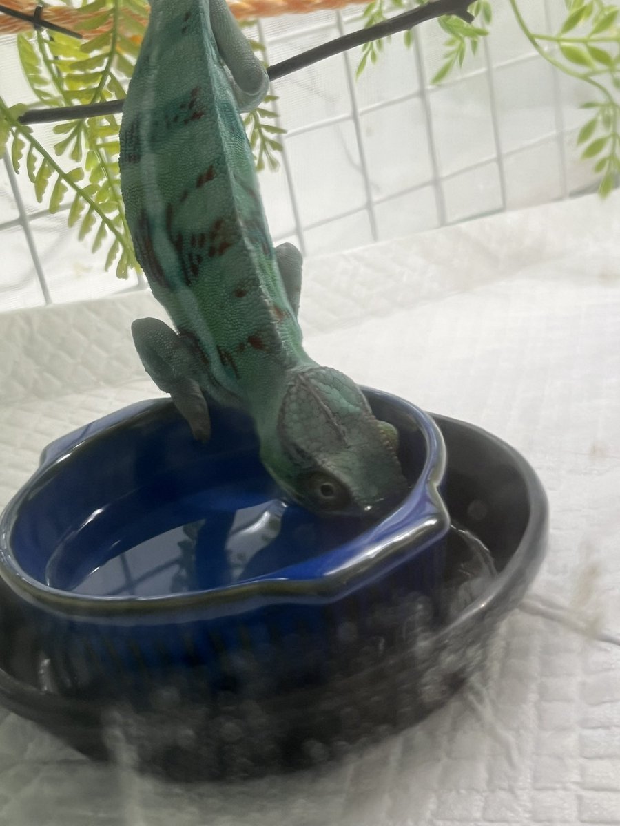 ゲノさんちではどんな器具を使って水を飲ませてますか？

と、よく聞かれますが、色々使ってはいますが、うちのメインはコレです🤣

ダイソーで税込¥110☆