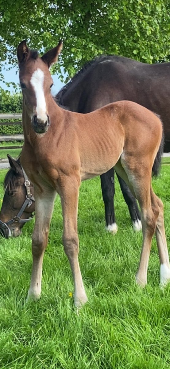 💞So Photogenic 💞Elegant Filly arrived few days ago by Mehktaal <a href="/Knockmullen1/">Knockmullen</a> <a href="/gordon_doyle/">Gordon Doyleᅠᅠᅠᅠᅠᅠᅠᅠᅠᅠᅠᅠᅠᅠᅠᅠᅠᅠᅠᅠᅠᅠᅠᅠᅠᅠᅠᅠᅠᅠᅠᅠᅠᅠᅠᅠᅠᅠ</a> Dam 1/2 sister G3 #notachance #poweredbybluegrass #RPFoalgallery #legseleven 🥰🥰
