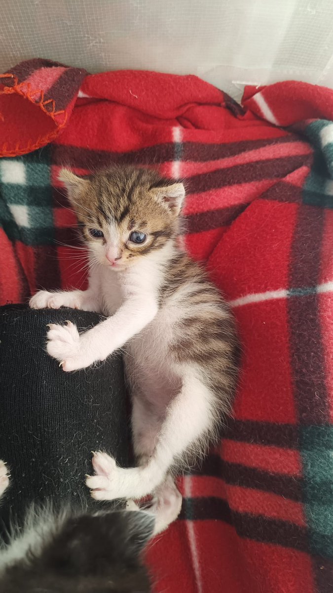 RobertaFavalor2's tweet photo. Kristal, Pepe e Olivia crescono in bellezza, io sono distrutta e morta di sonno. I piccoli hanno quasi 1 mese e dobbiamo iniziare lo svezzamento visto che la Kri mangia poco. Chi vuole donare anche solo una mousse Schesir per i mostriciattoli? Grazie❤️ https://t.co/pfAvM5HcSk
