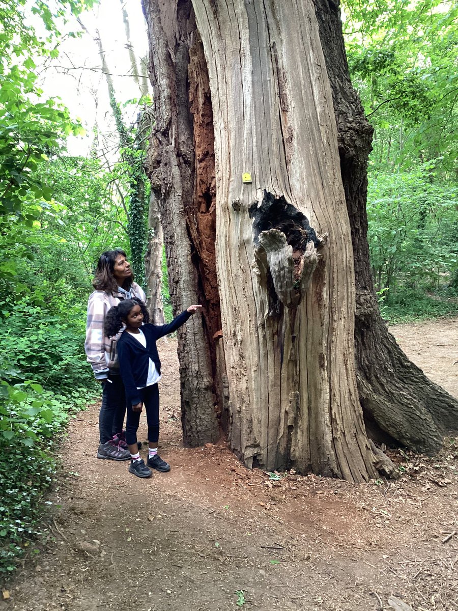 Naz Fojdar (@mrsfojdar_ampa) on Twitter photo 2NF had a fabulous nature day at Beaumanor Hall. We loved pond dipping, bird spotting and went searching for mini-beasts under the thousand year old Yew tree! 🌲 ☀️ <a href="/AbbeyMead_TMET/">Abbey Mead Primary Academy</a> 2NF had a fabulous nature day at Beaumanor Hall. We loved pond dipping, bird spotting and went searching for mini-beasts under the thousand year old Yew tree! 🌲 ☀️ <a href="/AbbeyMead_TMET/">Abbey Mead Primary Academy</a>