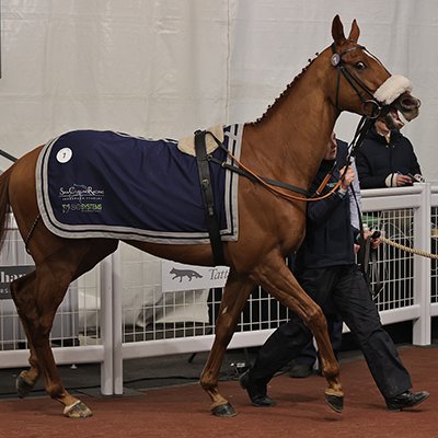 Tattersalls Cheltenham (@tattscheltenham) on Twitter photo ⭐️ Cosmos D'Ainay wins the bumper <a href="/SligoRaces/">Sligo Races</a> for Gordon Elliott and <a href="/KtdaRacing/">KTDA Racing</a>
By 1️⃣4️⃣ lengths! 💥
<a href="/RacingPost/">Racing Post</a>: "Going easily 3f out, led over 2f out, quickened clear 1f out, easily"
#CheltenhamDecember 2024
<a href="/SamCurling1/">Sam Curling</a> ➡️ <a href="/AOryan/">Mouse O’Ryan🍀</a> / <a href="/gelliott_racing/">Gordon Elliott</a>, £165,000 ⭐️ Cosmos D'Ainay wins the bumper <a href="/SligoRaces/">Sligo Races</a> for Gordon Elliott and <a href="/KtdaRacing/">KTDA Racing</a>
By 1️⃣4️⃣ lengths! 💥
<a href="/RacingPost/">Racing Post</a>: "Going easily 3f out, led over 2f out, quickened clear 1f out, easily"
#CheltenhamDecember 2024
<a href="/SamCurling1/">Sam Curling</a> ➡️ <a href="/AOryan/">Mouse O’Ryan🍀</a> / <a href="/gelliott_racing/">Gordon Elliott</a>, £165,000