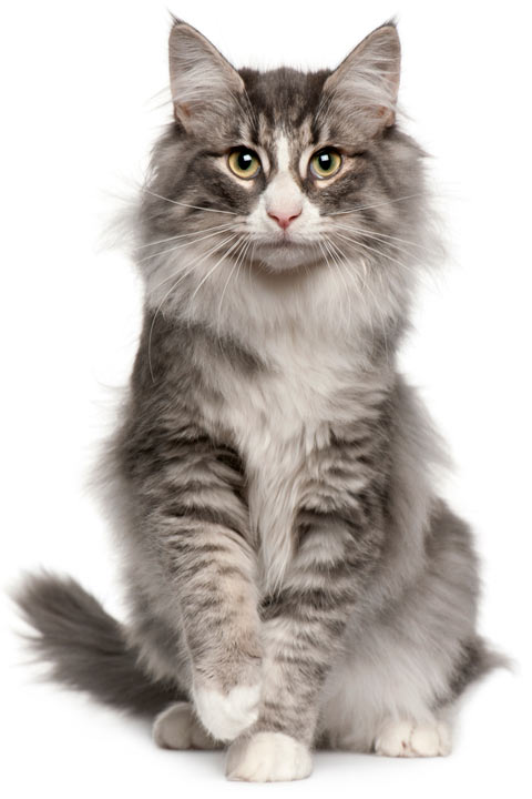 Norwegian Forest Cats: Large, Lovely, and Unique 
Find out more about these gentle giants: bit.ly/4mdi6wD

#purrfectpost #cats #norway #norwegianforestcat