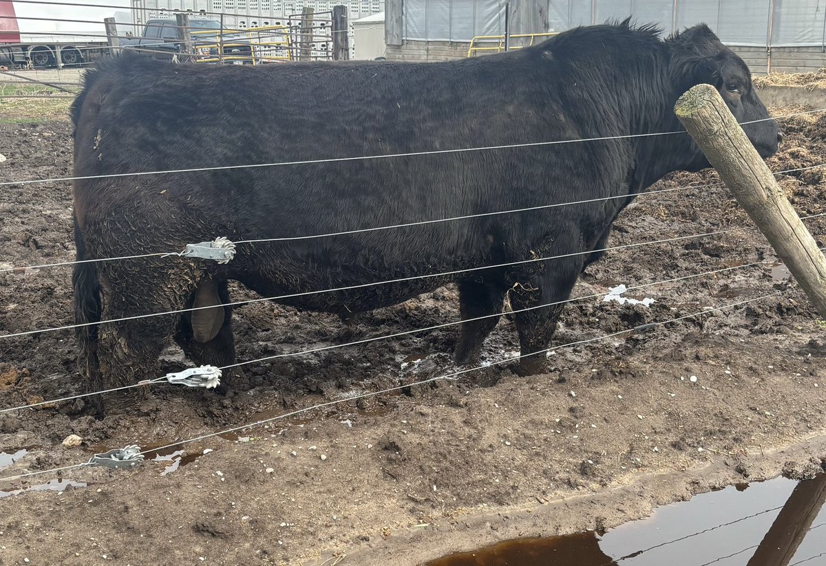 Cowboy Kade tweet media