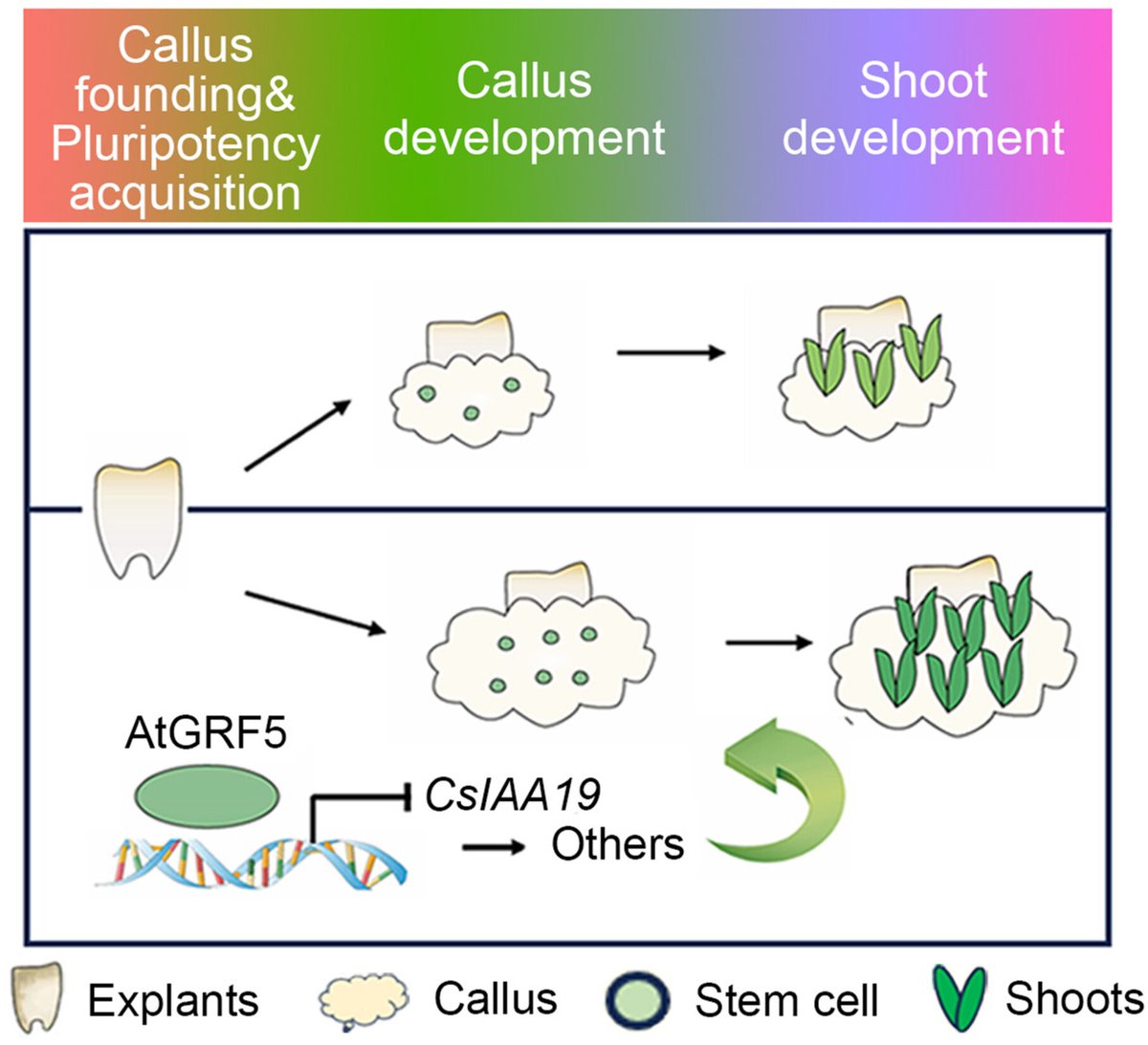 JIPB (@jipbio) on Twitter photo New research by Li et al. provides mechanistic insights into AtGRF5-mediated transformation, while offering a practical solution to the challenges in cucurbit #crop #genetic modification.
doi.org/10.1111/jipb.1… <a href="/wileyplantsci/">Wiley Plant Science</a> #PlantSci #JIPB #PlantDevelopment New research by Li et al. provides mechanistic insights into AtGRF5-mediated transformation, while offering a practical solution to the challenges in cucurbit #crop #genetic modification.
doi.org/10.1111/jipb.1… <a href="/wileyplantsci/">Wiley Plant Science</a> #PlantSci #JIPB #PlantDevelopment