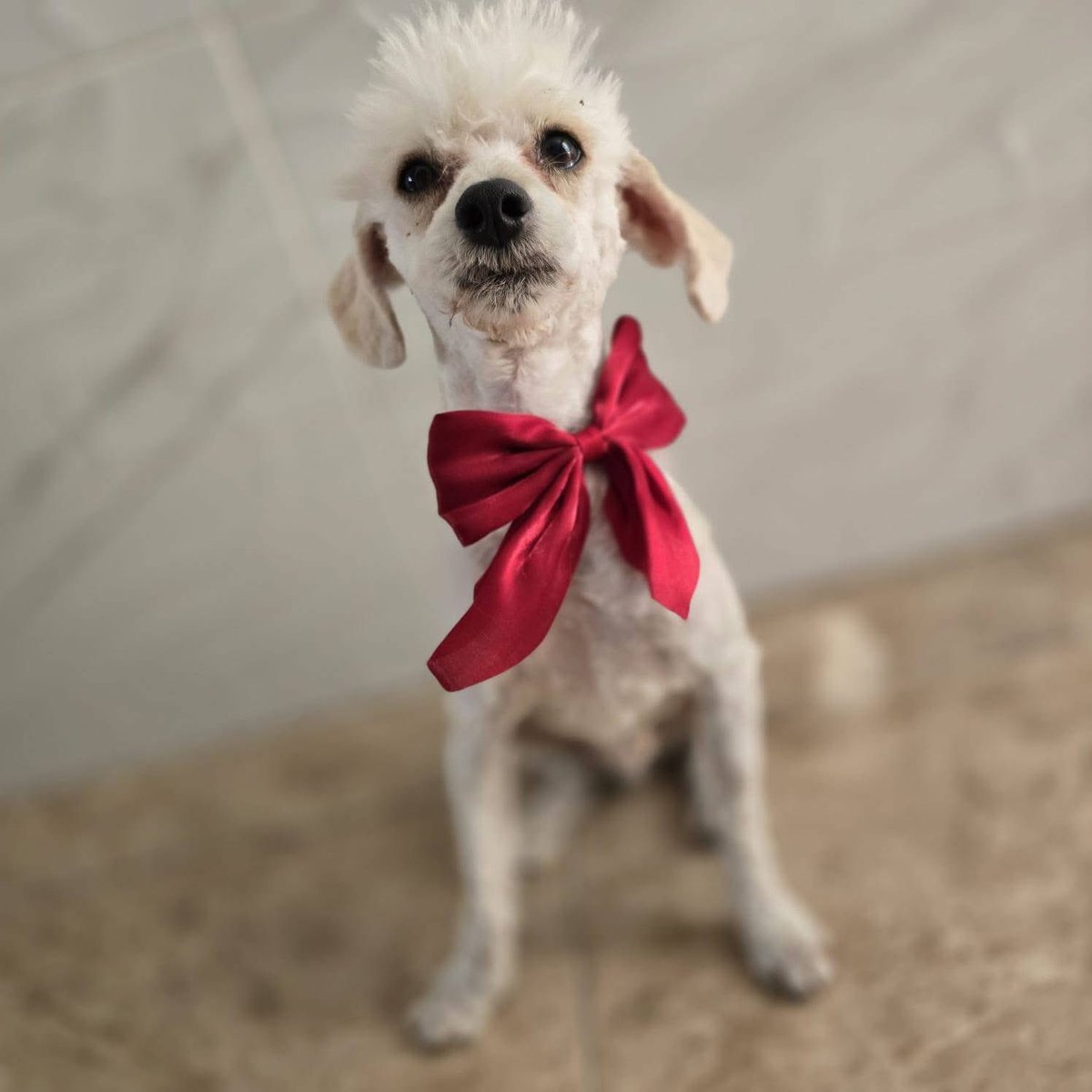 🟢 ¿ME ADOPTAS?
¡Me llamo Jasper! Conoce más 👇🏻

♂️ Macho | 3 años | Chico
💟 Convive con perritos 
✅ Vacunado, desparasitado y esterilizado 
📌 Adopción en CDMX y Edomex 

☎️ ¿Quieres conocerme?
Regalando esperanza 
Wa.me/525565097046 🐾