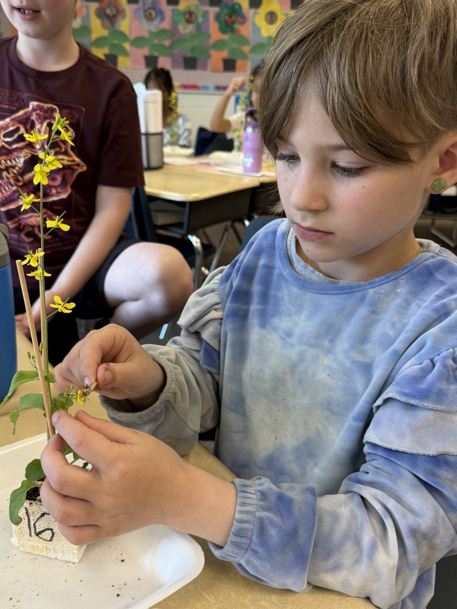 Mrs. Schinski's 2nd Grade Class tweet media