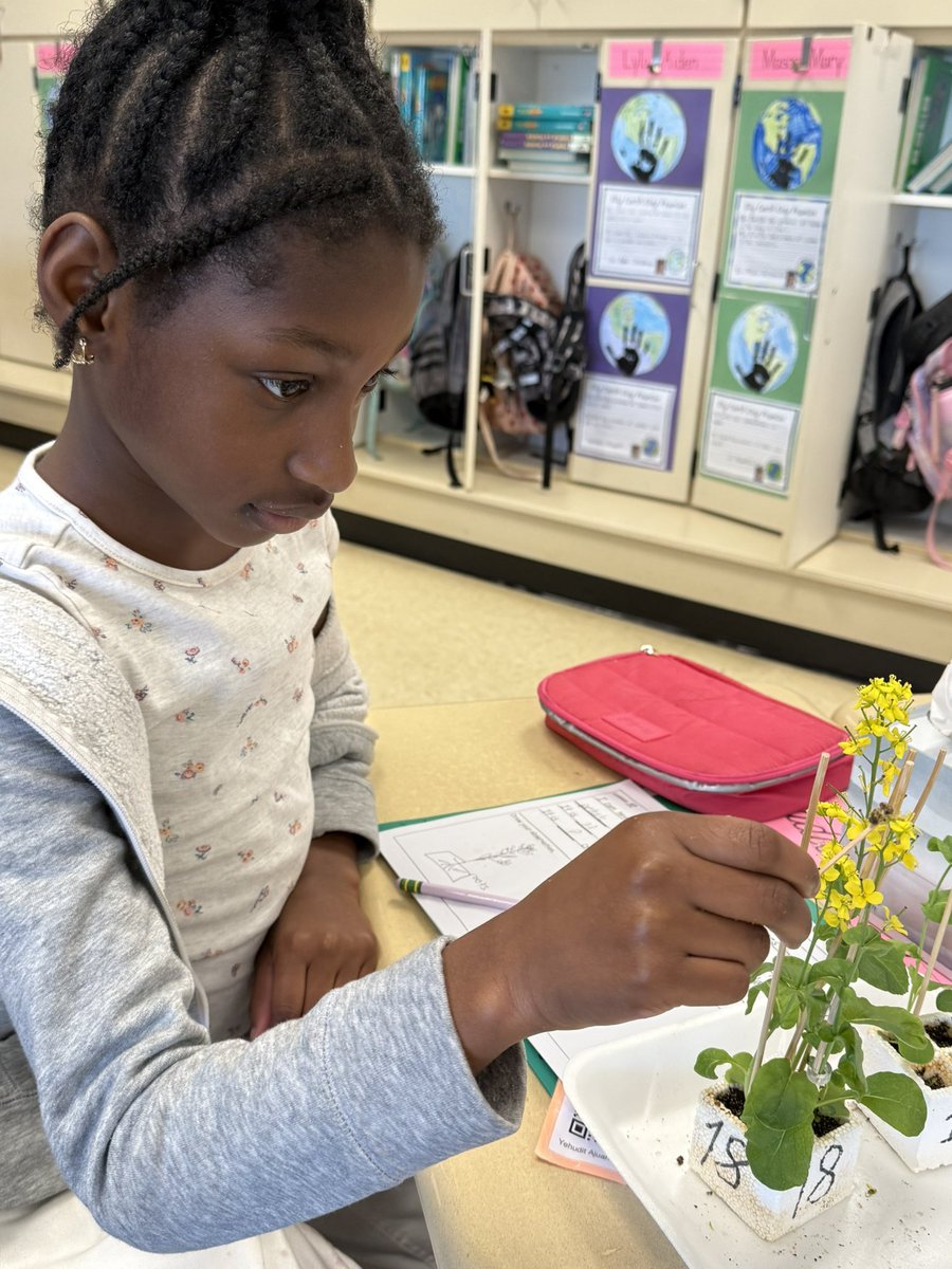 Mrs. Schinski's 2nd Grade Class tweet media