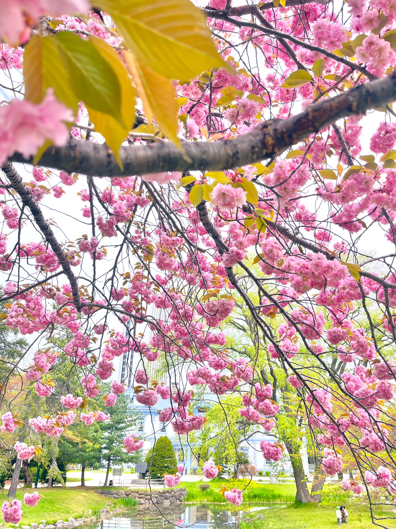 やっとゆっくり札幌の桜🌸を観ることができました✨ これも仕事