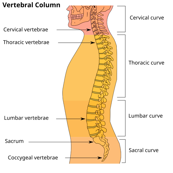 brizbrainspine's tweet image. Super Spine Stuff – Babies are born with 33 vertebrae, but most adults have just 26. At around age 20, the lower vertebrae begin to fuse — a process that takes years. By middle age, you’ve got a sacrum and coccyx instead of 9 separate bones. It seems time shapes your spine!