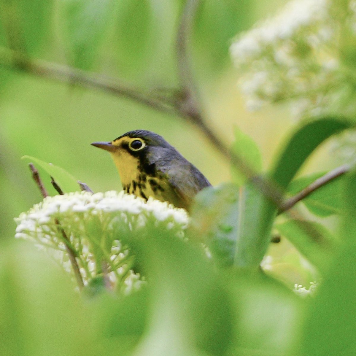 O Canada, I was so happy to catch a glimpse of you today. 🇨🇦 
Sheldon Marsh, Erie County, OH
#BWIAB #Birds #BirdTwitter #TwitterBirds