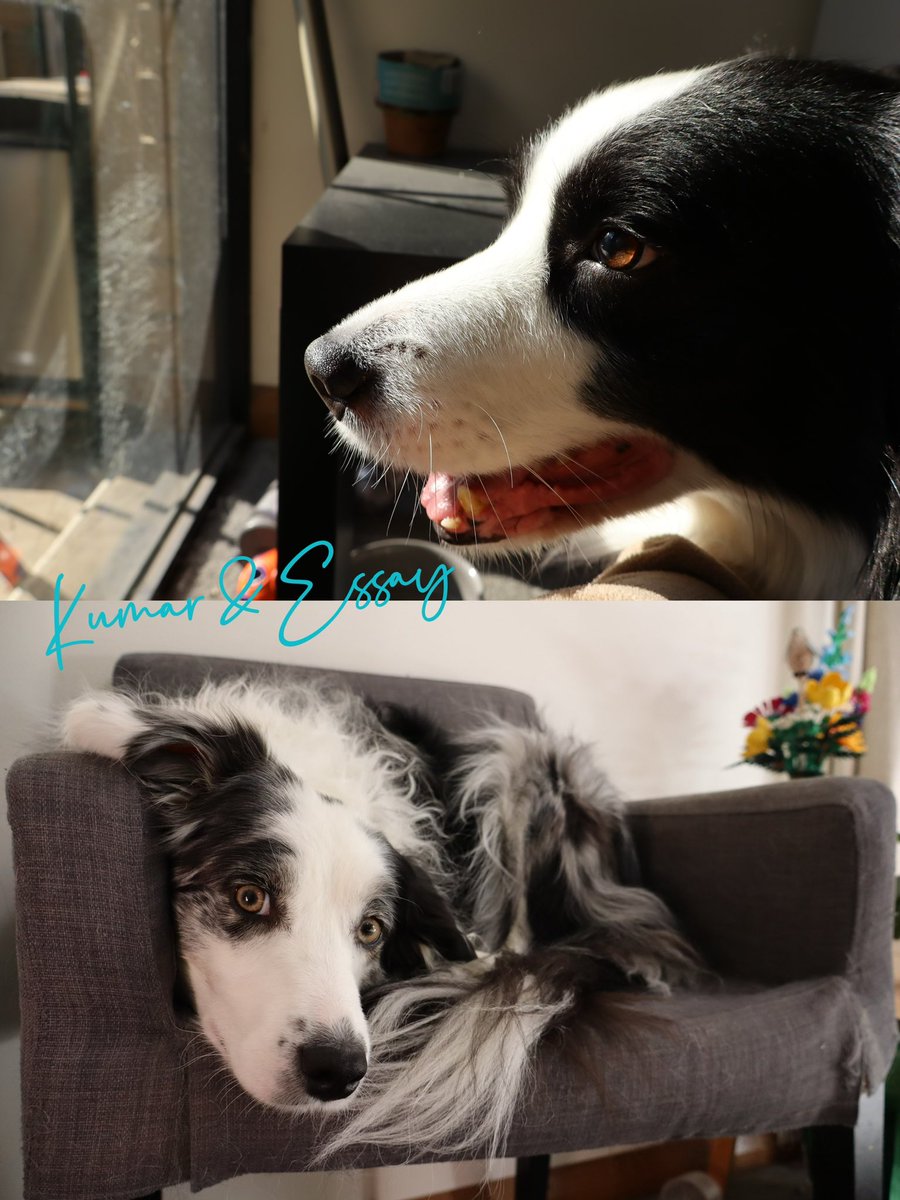AlexFengLiu1's tweet image. Just got one of the best pics for my cute therapists -- Kumar&Essay, especially during this busy month with several deadlines (like @NeurIPSConf) 🥰🥰🥰 #pet #beauty #mypet #neurips #NeurIPS2025
