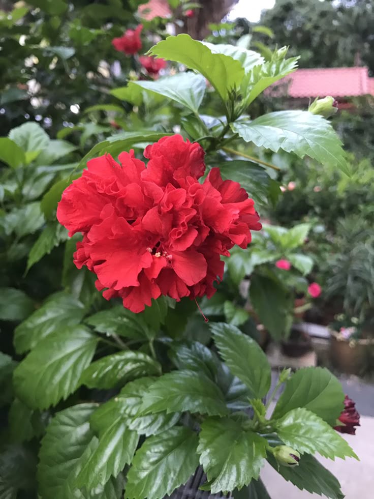 ৰক্ত জবা ফুলপাহ ❤🌿