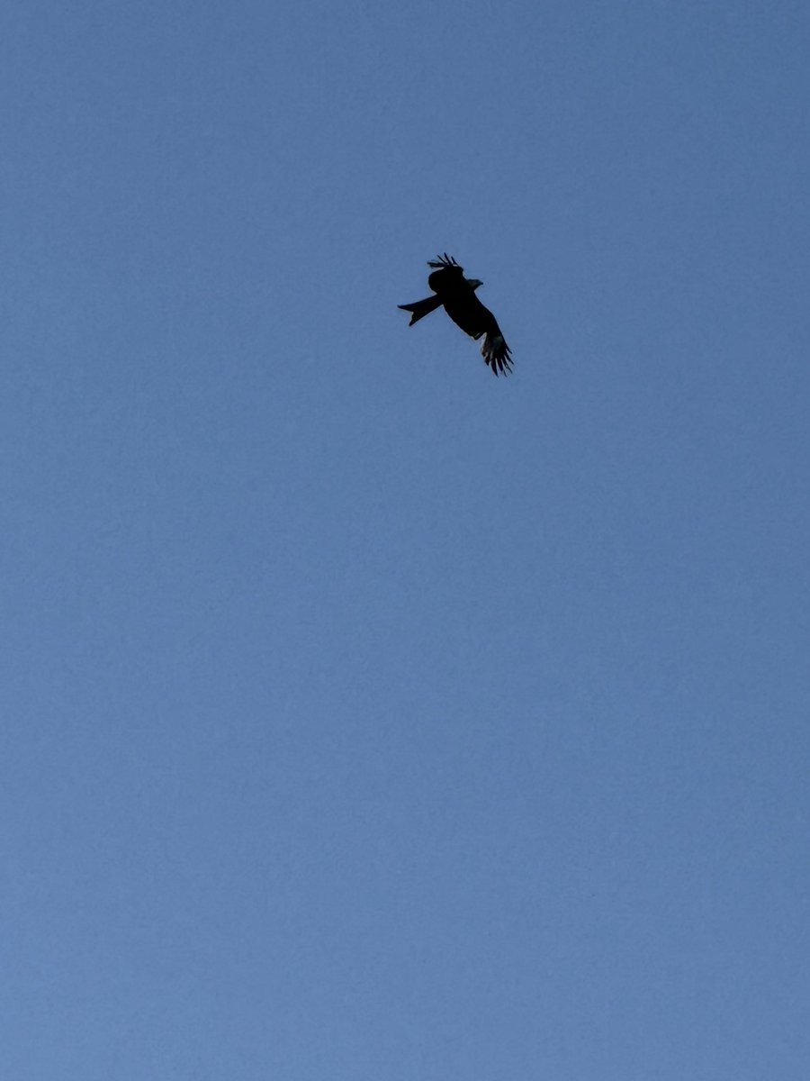 Sometimes Mother Nature tells you when it’s time to give up trying.  
Walked with my old cub pack tonight for what will probably be their last ever meeting.  As we finished this beauty overflew us,  I was Chil as my leader name