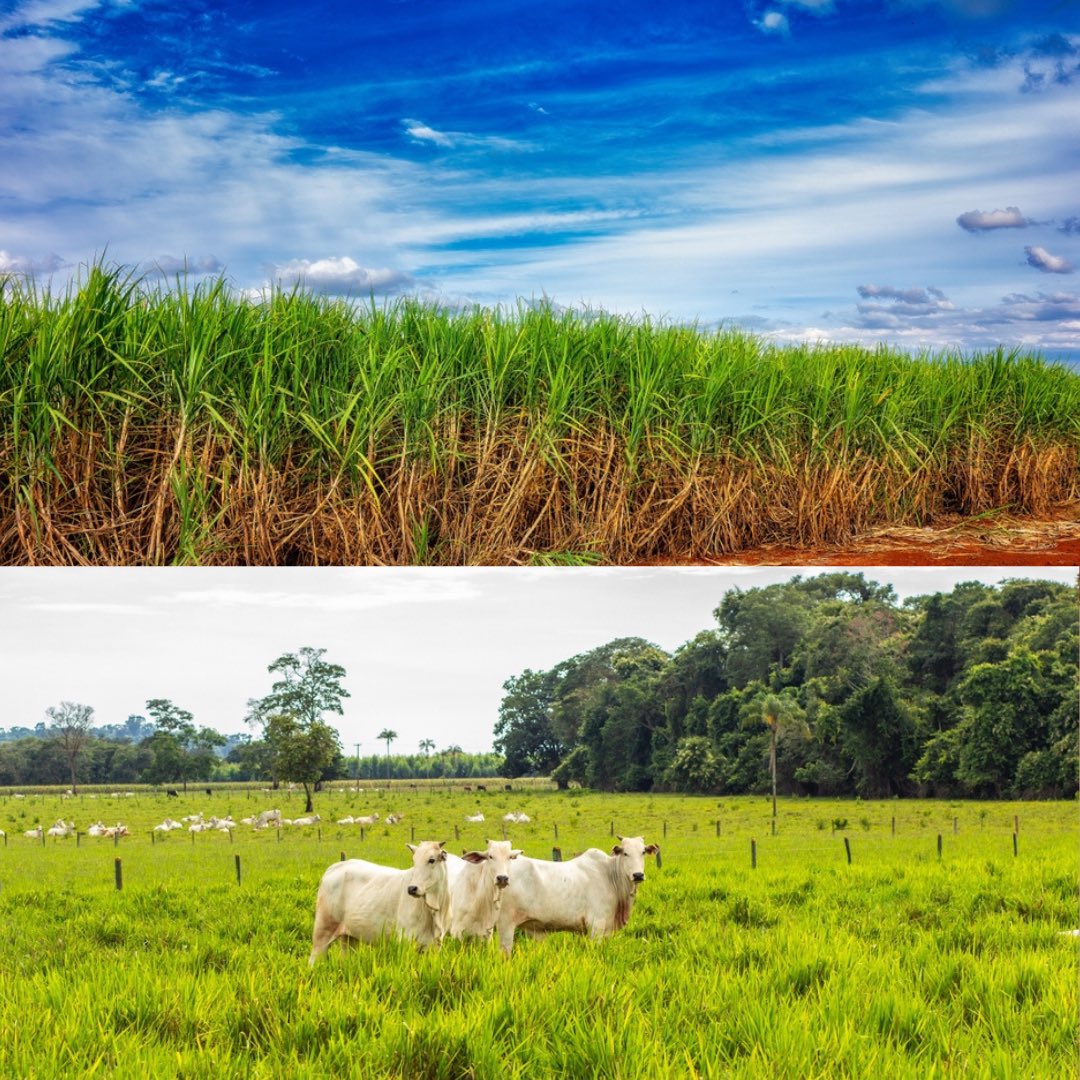 Biogaz : le Brésil accélère. Soutenu par un fort potentiel agricole, un cadre politique renforcé depuis 2022 et l’arrivée d’acteurs étrangers comme le français <a href="/Prodeval_biogas/">PRODEVAL</a> , le marché🇧🇷du biogaz connaît une croissance rapide, au cœur de sa stratégie bas carbone