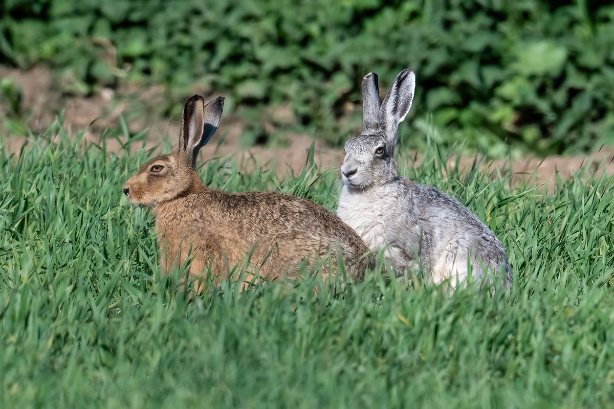 SW_PhotoNature's tweet photo. Ghostly and Grizelda ❤️
#hare #brownhare #leucistichare #teamhare #ghostlygrey #Springwatch #Norfolk #BBCWildlifePOTD #wildlifephotography #mythicalhare #bluehare #silverhare #ghosthare https://t.co/2d6K4DWd9m