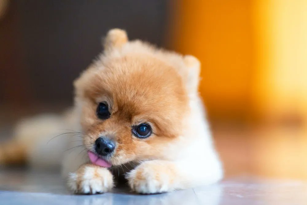 HealthyPawsPet's tweet photo. 🐾 Why do dogs lick? 🧹 
Grooming, 🐾 itchiness, 🥱 boredom, 🩺 pain, or 🥺 anxiety.
 Occasional = normal. 
Excessive? Could be a red flag. 
🚨 If your pup seems off, check with a vet! 🐶💬 #PetCare #DogHealth https://t.co/yQzUhXTF7D