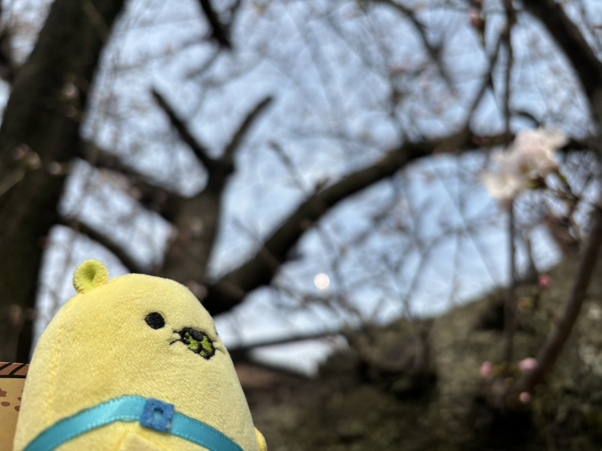 にゃモン 【公式】 (@onomichi_nyamon) / X