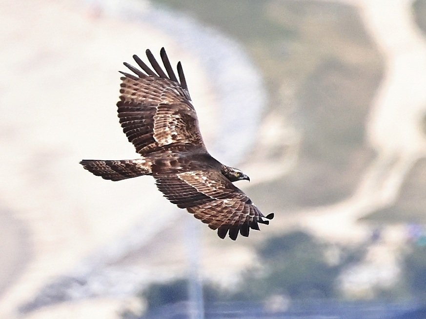 #野鳥　#ハチクマ　#春の渡り

低く 遠く 上がって来ず… 😓

Oriental honey-buzzard