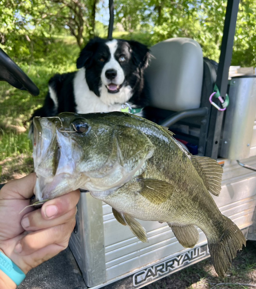 Dutch is unimpressed!! <a href="/DogsOfTurf/">Dogs Of Turf</a> <a href="/_XDogs/">𝕏 Dogs</a> <a href="/bassmaster/">Bassmaster</a>