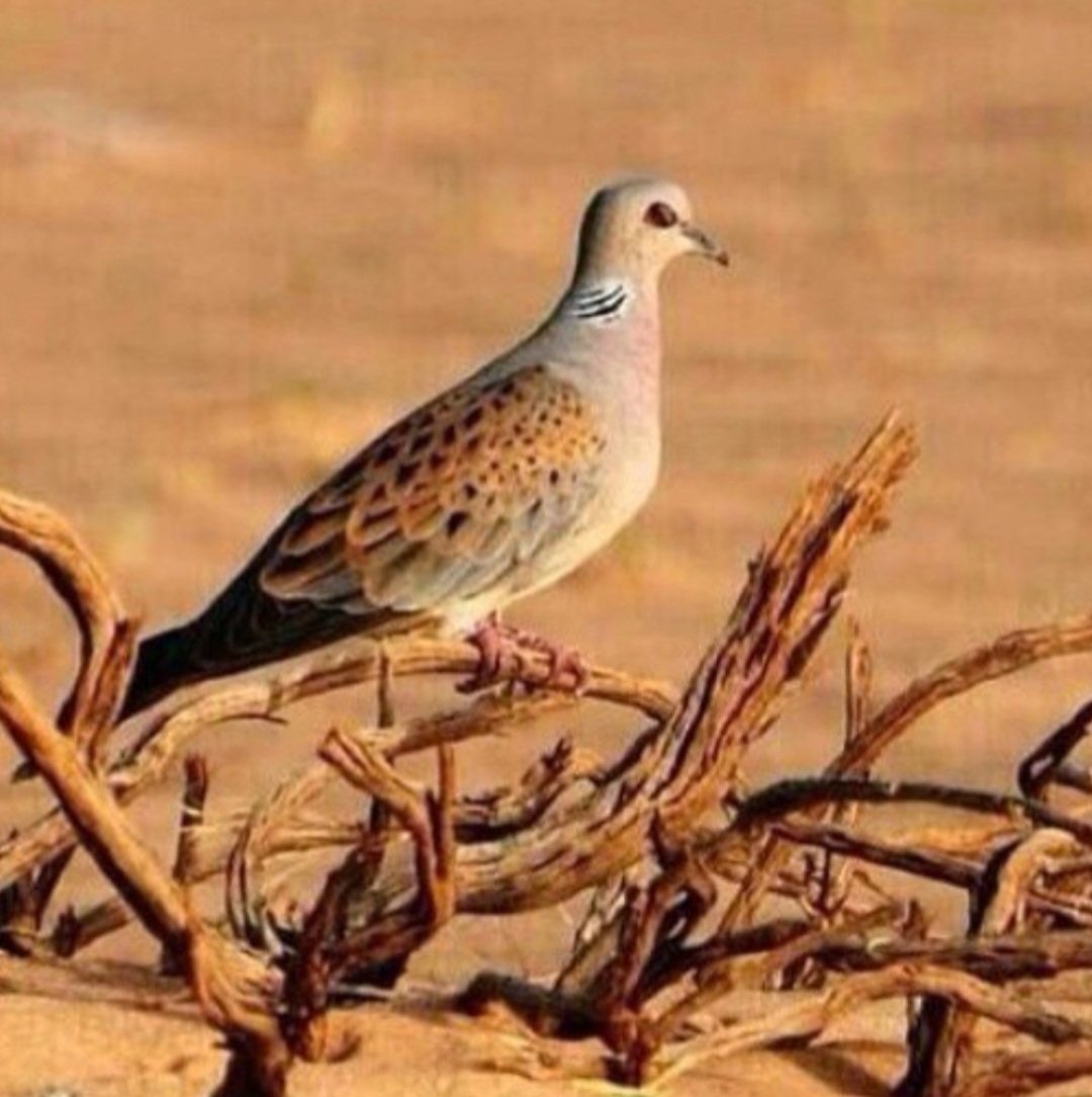 👥️ 
وليا نشى وجهك على غفوة الشمس 
مديت لك  روض.ن تحوّاك  جوووله 

واللي فرض سبعة عشر ركعه بخمس
ما مات عرق الا طواريك حوووله

#بوح_آخر_الليل 
#خواطر_من_القلب 
#بسس_بيتين 
#الدهمشيه