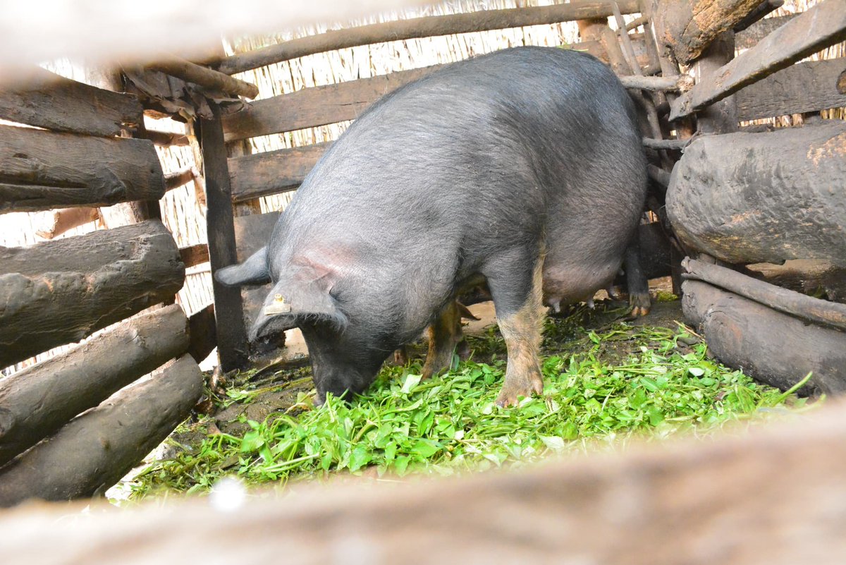 JoelOptimist1's tweet image. 𝐒𝐮𝐜𝐜𝐞𝐬𝐬 𝐒𝐭𝐨𝐫𝐲 – 𝐍𝐲𝐢𝐫𝐚𝐠𝐚𝐬𝐚𝐧𝐳𝐰𝐞 𝐁𝐞𝐚𝐭𝐫𝐢𝐜𝐞, 𝐂𝐲𝐚𝐧𝐢𝐤𝐚 𝐒𝐞𝐜𝐭𝐨𝐫, 𝐁𝐮𝐫𝐞𝐫𝐚 𝐃𝐢𝐬𝐭𝐫𝐢𝐜𝐭.

Supported by the #PRISMProject—funded by IFAD and implemented by RAB through MINAGRI—Beatrice received a single pig as startup capital.

In just…