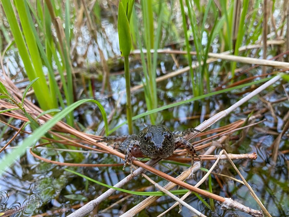 NCAquariumatPKS's tweet photo. ๐ธ HOP you have a HOPPY Day! ๐ธ
๐ธ by Carol Price, NC Aquarium Research & Conservation Coordinator
#FrogJumpingDay #JumpForFrogs #HoppyFrogs #GopherFrog #GopherTheGold #Ribbit #We๐Frogs๐ธ https://t.co/OAZqLYYVFj