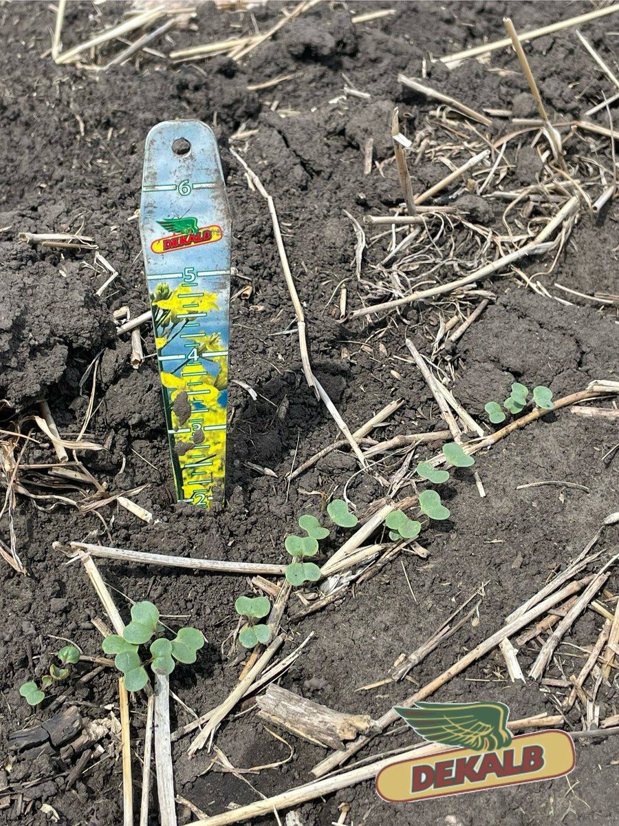 Meghan Desjardins (@megdesjardins) on Twitter photo Checking out <a href="/talissa_munce/">Talissa Munce🌻</a> Canola Trial near Mossleigh, This new Exp DEKALB is off to the races! 😍 #scout25 <a href="/Bayer4CropsCA/">Crop Science Canada</a> <a href="/DEKALB_Canada/">DEKALB Canada</a> Checking out <a href="/talissa_munce/">Talissa Munce🌻</a> Canola Trial near Mossleigh, This new Exp DEKALB is off to the races! 😍 #scout25 <a href="/Bayer4CropsCA/">Crop Science Canada</a> <a href="/DEKALB_Canada/">DEKALB Canada</a>