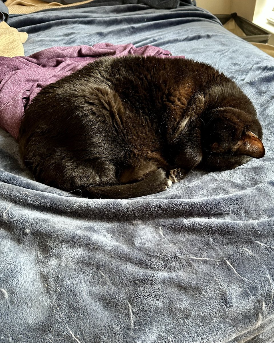 Today is Muffin’s 6th birthday! She’s thrilled.

It’s also her two year anniversary of coming to PAWS, because like many shelter pets, her birthday is just an estimate. There’s so much of her past we don’t know - we just know that she was a 24lb cat with arthritis who ended up at