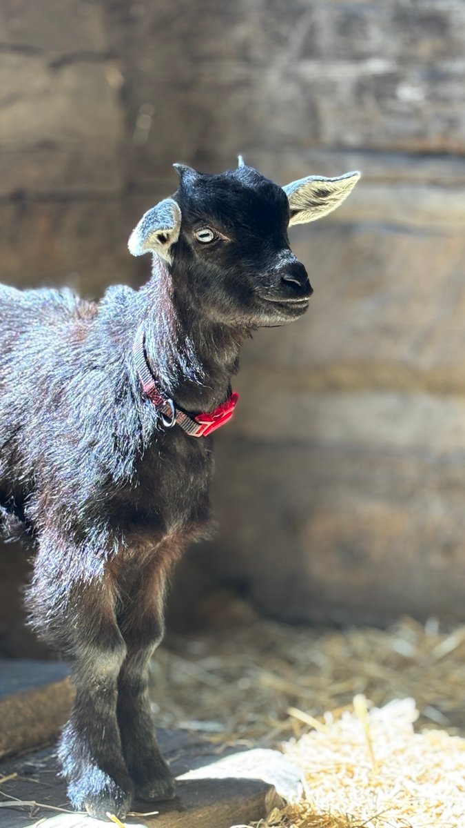 🐮 Holy cow—it’s almost time! The Historical Village opens May 17 &amp; the Ranch is udderly adorable.⁠ Say “hayyy” to Moo Town, Lucy &amp; Gary the gossip turkey, plus surprise animals still trotting in!
⁠
Come for the history, stay for the animals.
🎟 Tickets: l8r.it/KvAR