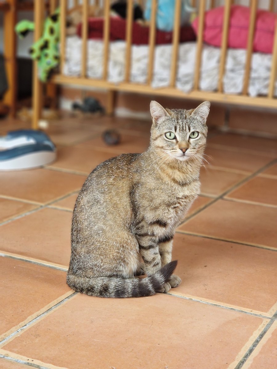 4cats tweet media