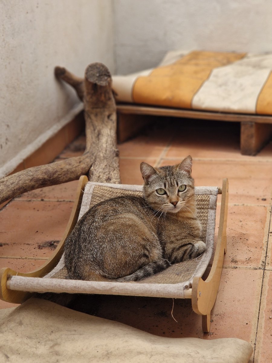 4cats tweet media