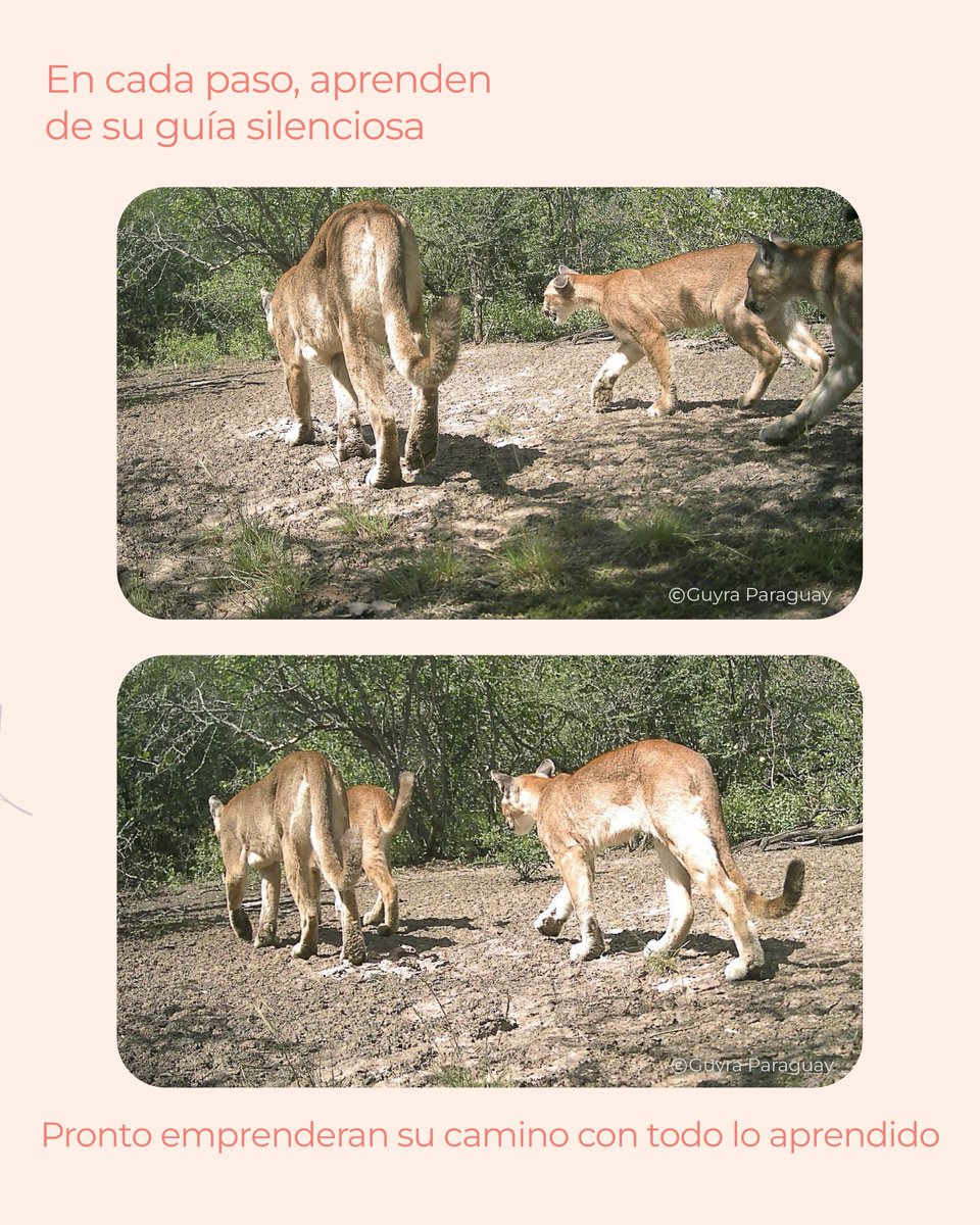 ✨🌸 Hoy celebramos a todas las madres que nutren, enseñan y protegen.

En nuestra Reserva Cañada El Carmen, una madre puma cuida a sus cachorros en el tiempo previo a a la separación natural.

Aproximadamente al año, comienzan a seguir su propio camino en la naturaleza 🐾
