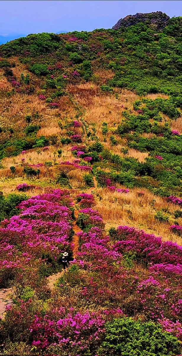 무등산 백마능선의 철쭉은
수줍은 새색시  모습입니다.
작년 냉해로 보지 못했던  황홀경을
오늘 마주합니다.
가슴이 떨려옵니다.
어쩌자고 저렇게도 고운지......