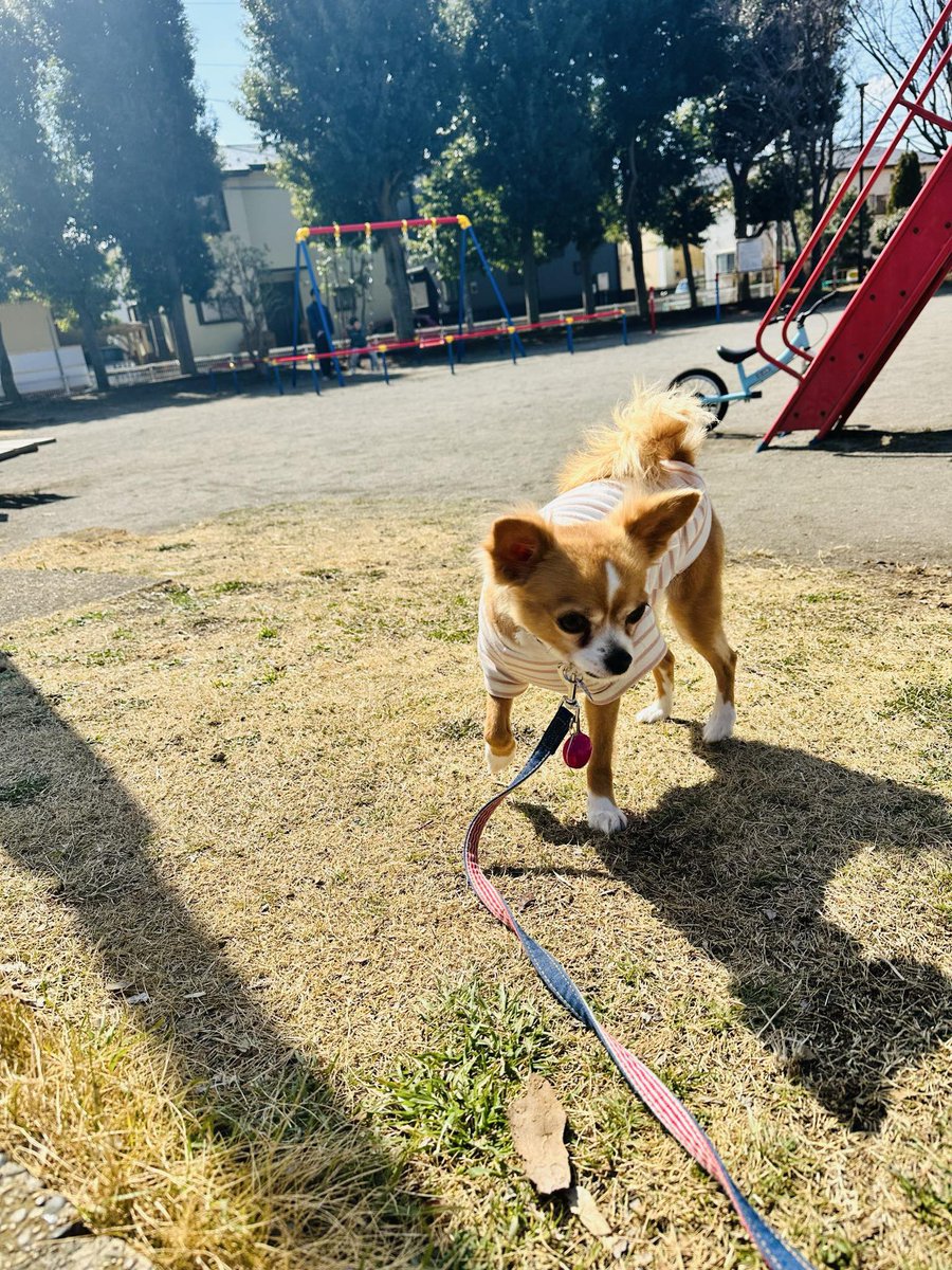 aman1da's tweet photo. 飼い主さんは千葉県から来て夜中まで探しています
ワンちゃんはこの周辺に慣れてないそうです
なんらかの情報がありましたら
どうか教えてください
よろしくお願いします

いなくなった時に首輪と服を着てました(4、5枚目)

#迷子犬　#チワワ https://t.co/DX7Rs9vy0T