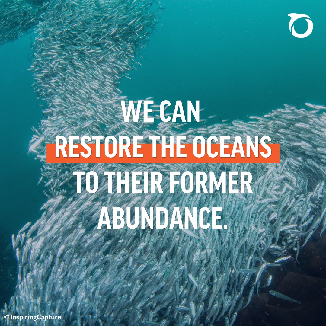 🐟 Abundant oceans are critical to keeping our planet healthy and regulating the climate. 

That's why Oceana campaigns to win policy victories that restore abundance and biodiversity in the world’s oceans.

Join us in making a difference today: oceana.ly/3ZexVta
