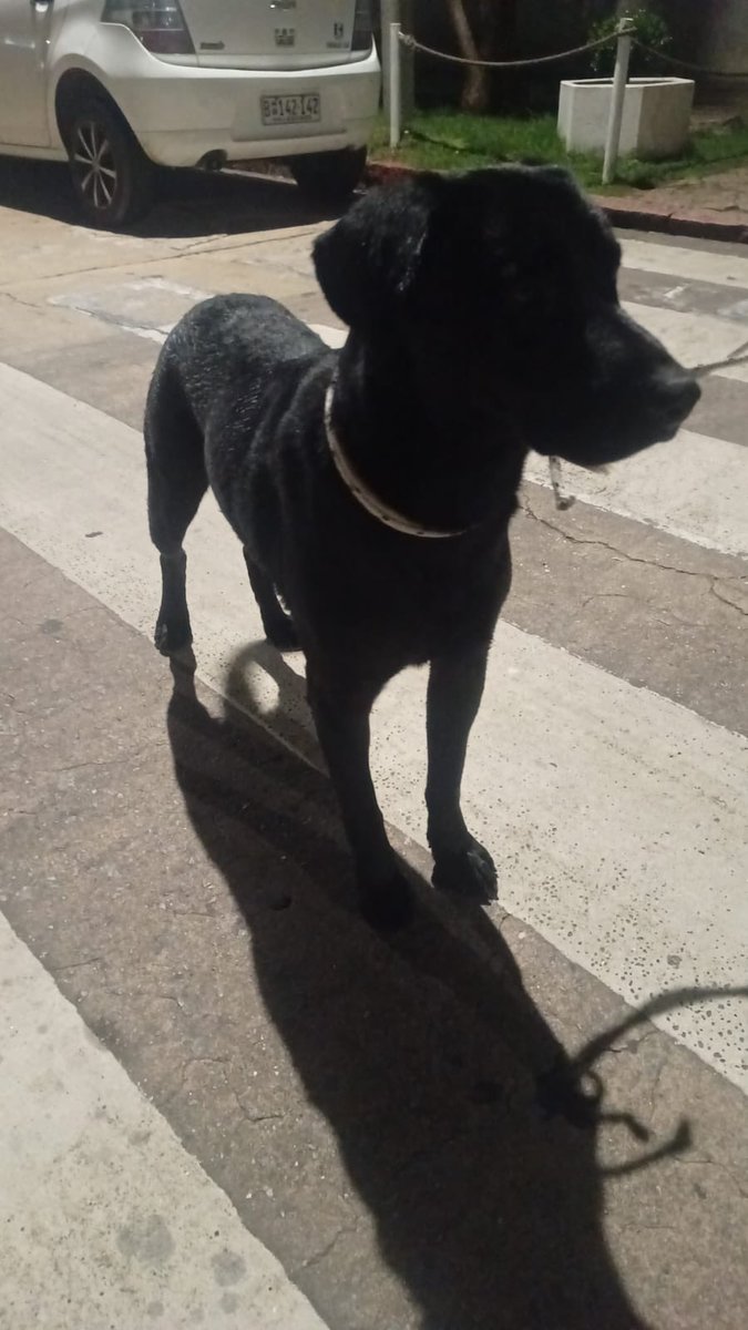 emekavoces's tweet photo. ‼️🐾⚓️ #PuntaDelEste @Prefectura_Uy de Puerto de Punta del Este rescató a este labrador que se había adentrado en el agua unos 600 metros en la mansa. Algunas personas llamaron a Prefectura y se envió un bote rápido y se rescató a este amiguito. ATENCIÓN! Ahora se necesita dar con su familia. Desde Prefectura se solicita la colaboración para dar con ellos. 
#TodaVidaEsImportante
