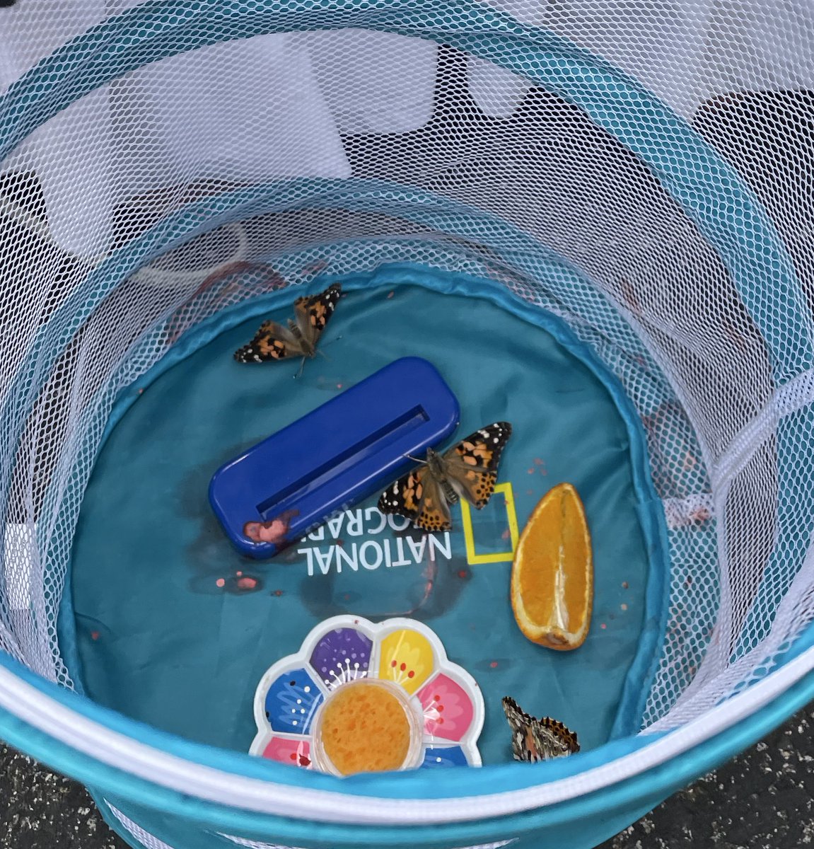 GraceLearning's tweet image. 🐛Butterfly Release 🦋 @NatcherElem