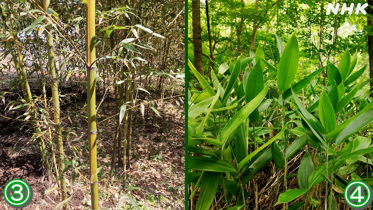 今回はダーウィン史上初！
身近な植物ササ（笹）が主人公🎋

タケ（竹）と混同されがちですが、実はちゃーんと見分けるポイントがあるんです

まずはクイズ！
どれがササでしょう？

答えはお昼の投稿で

🟧⏰18日 日曜夜7時30分～🟧
『これが花！？植物の不思議をめぐる旅』
nhk.jp/darwin/