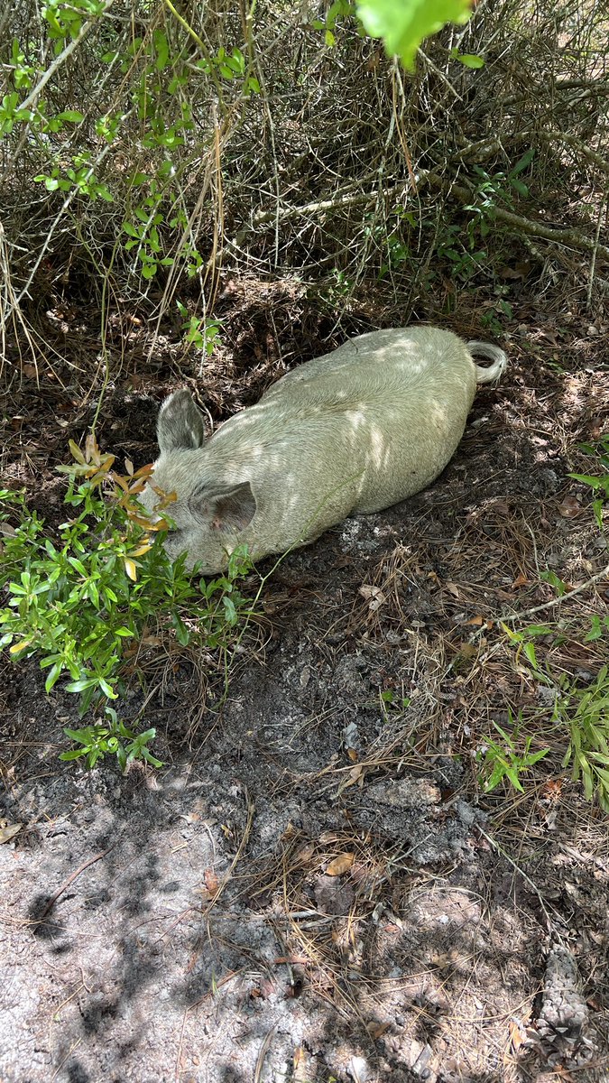barbiedoll_eyw's tweet image. Wait what?  Yes, it's true, we've got 7 new piggies today again!  #Lilly was out for breakfast then we could t find her.  Found her in the woods and got her to walk up towards the house.  After she delivered we got her safe into the new ward!🐷❤️ #piggylove #DogGoneRanch
