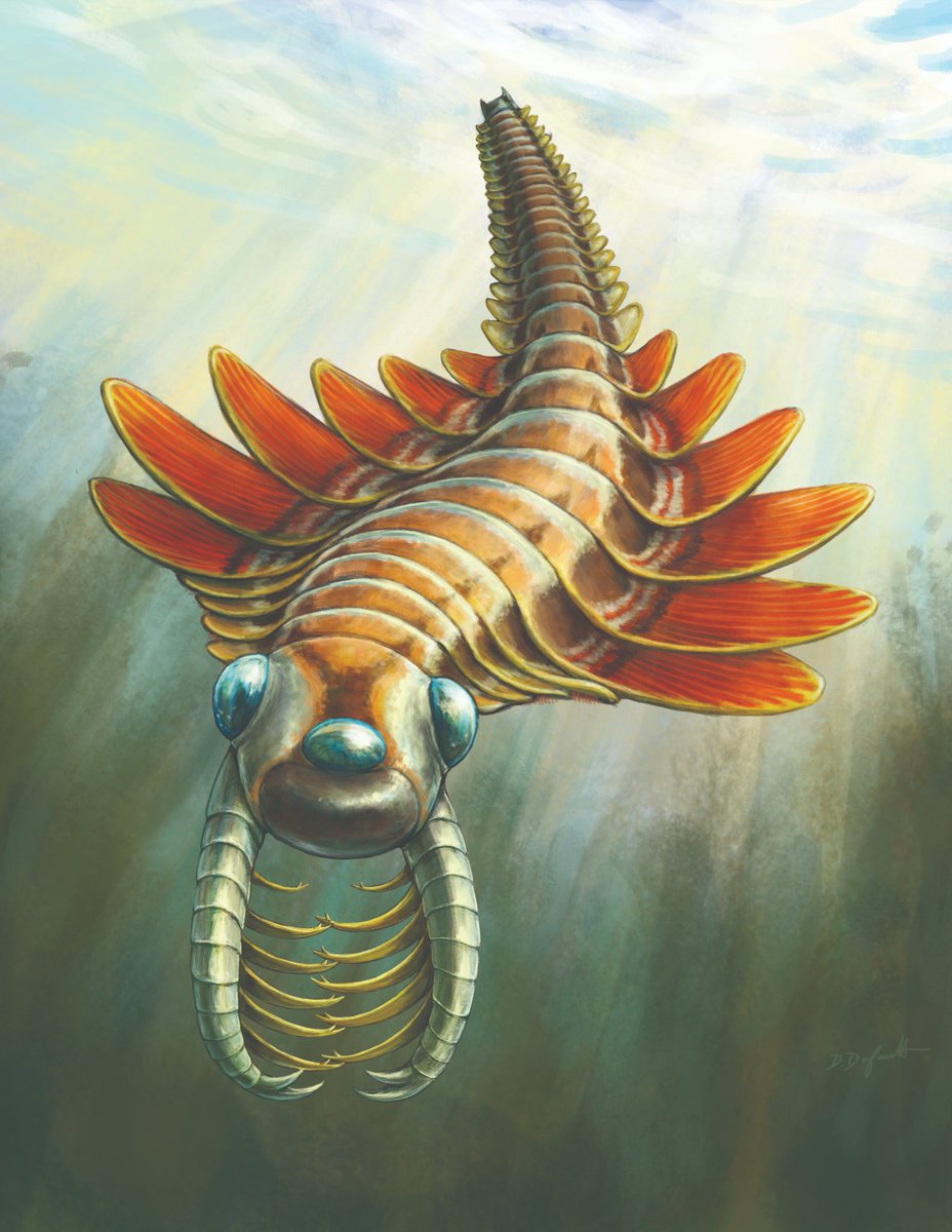 CambroJoe's tweet image. Introducing Mosura fentoni, a new radiodont from the #BurgessShale.
Paper here: doi.org/10.1098/rsos.2…
This #fossil species has 3 eyes, spiny claws, wing-shaped swimming flaps, and a unique abdomen-like body region.