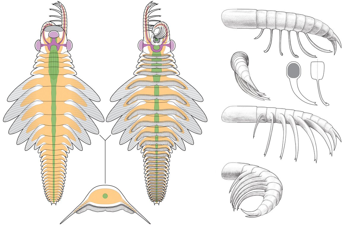 CambroJoe's tweet image. Introducing Mosura fentoni, a new radiodont from the #BurgessShale.
Paper here: doi.org/10.1098/rsos.2…
This #fossil species has 3 eyes, spiny claws, wing-shaped swimming flaps, and a unique abdomen-like body region.